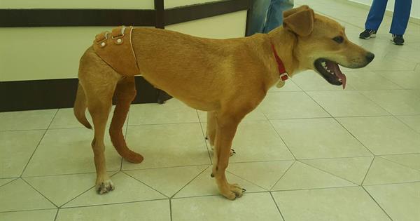 Yrd. Doç. Dr. Yasin Yurt  tarafından Candost isimli köpeğe Protez Uygulaması ve Rehabilitasyon Görüntüleri